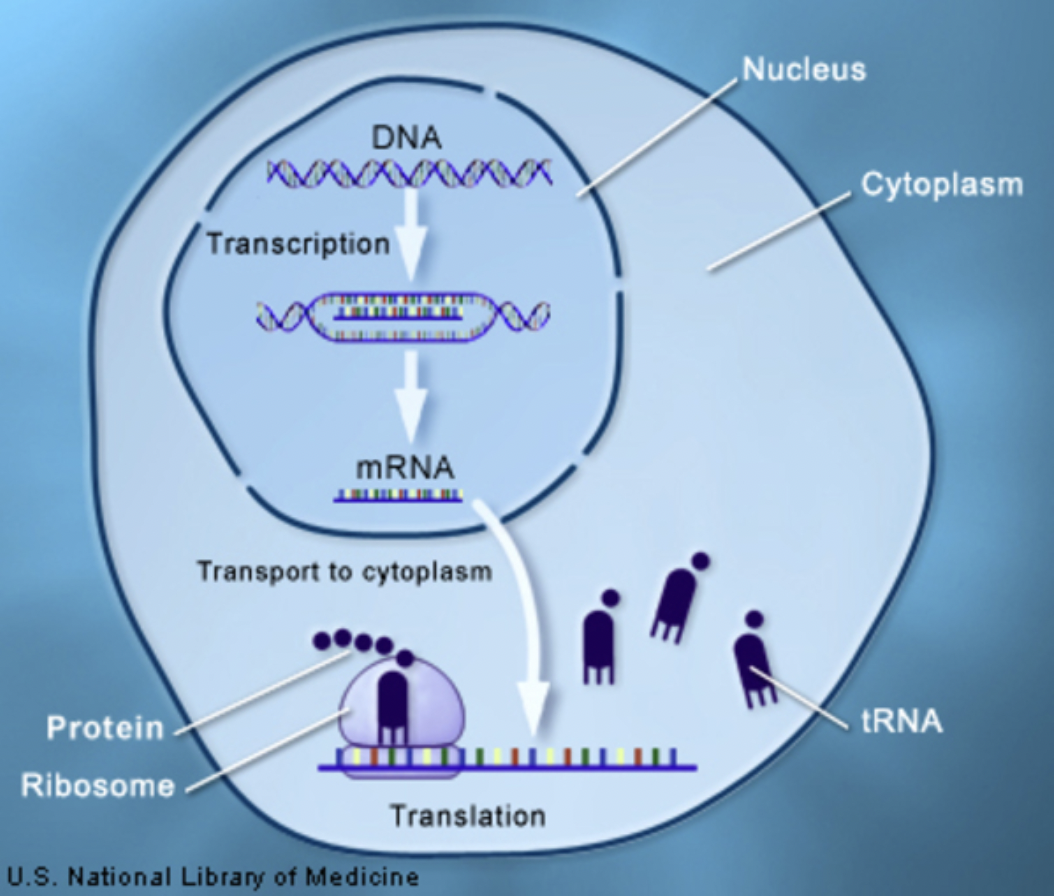 学习笔记256—蛋白质的合成过程及mrna trna与rrna区别_何弈的技术博