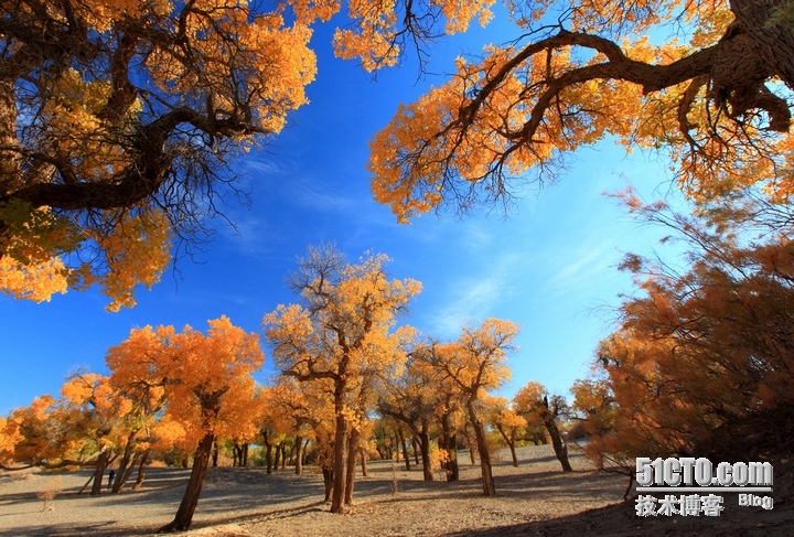 远古的化石--美丽胡杨林_户外_11