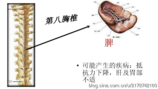 脊椎与人体疾病的关系_人体疾病与胸椎_15