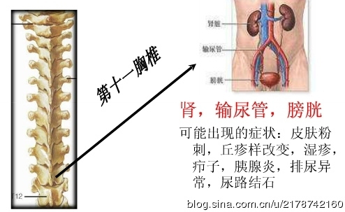 脊椎与人体疾病的关系_人体疾病与胸椎_18