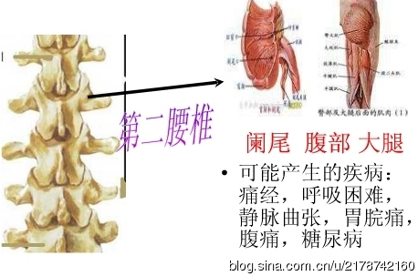 脊椎与人体疾病的关系_人体疾病与胸椎_21