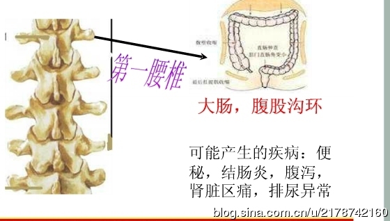 脊椎与人体疾病的关系_人体疾病与胸椎_20