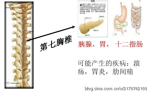 脊椎与人体疾病的关系_人体疾病与胸椎_14