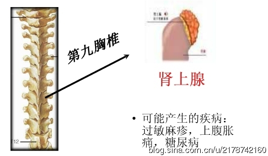 脊椎与人体疾病的关系_人体疾病与胸椎_16