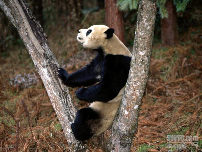 吐血推荐！！国宝熊猫照片_职场_09