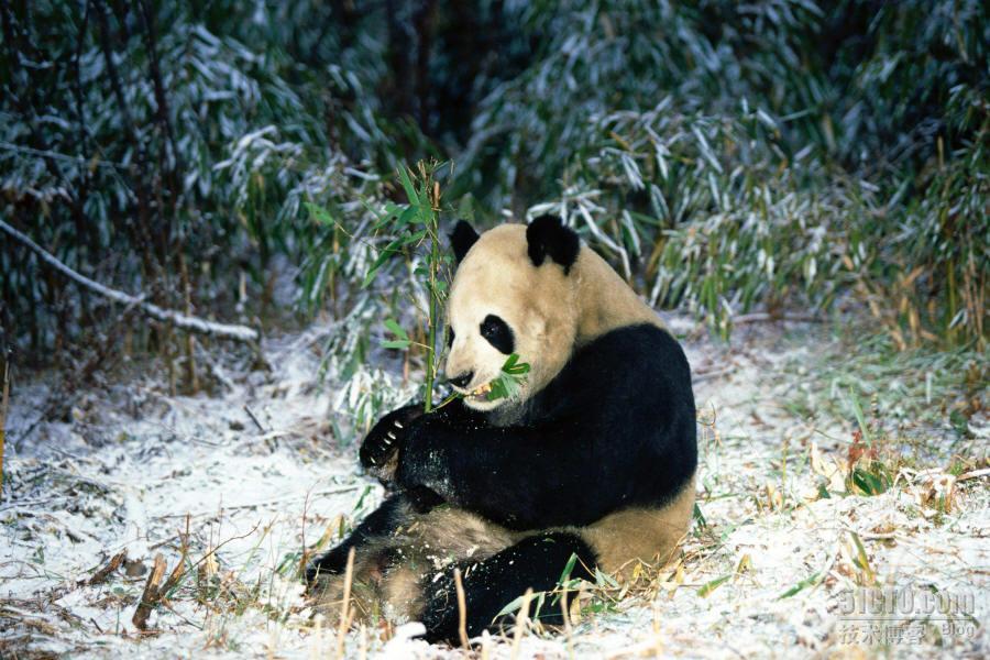 吐血推荐！！国宝熊猫照片_职场_10