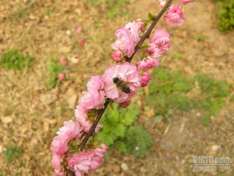 春游植物园_休闲_14