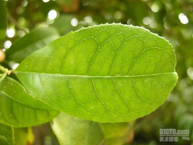 春游植物园_摄影_17