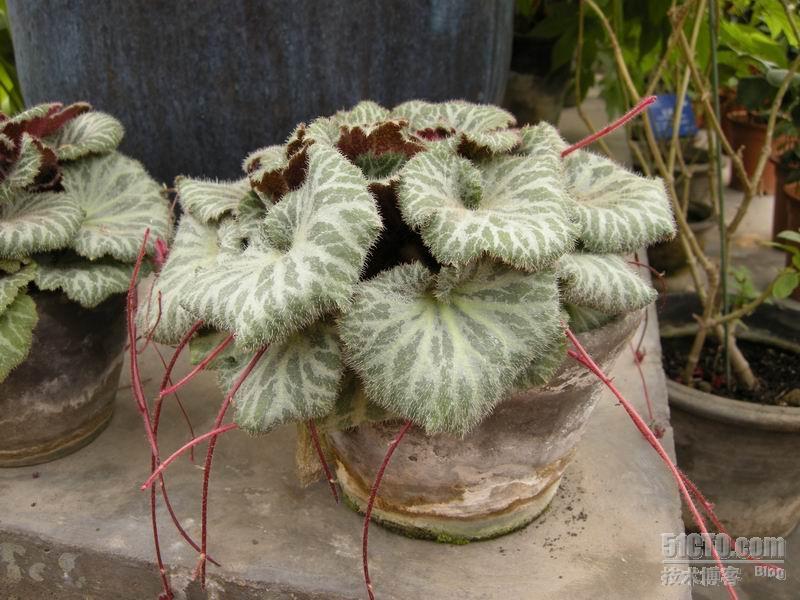 春游植物园_摄影_26