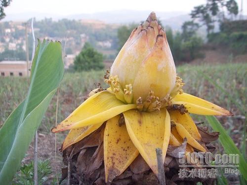 山上的果实——云南小罗采风_写真_14