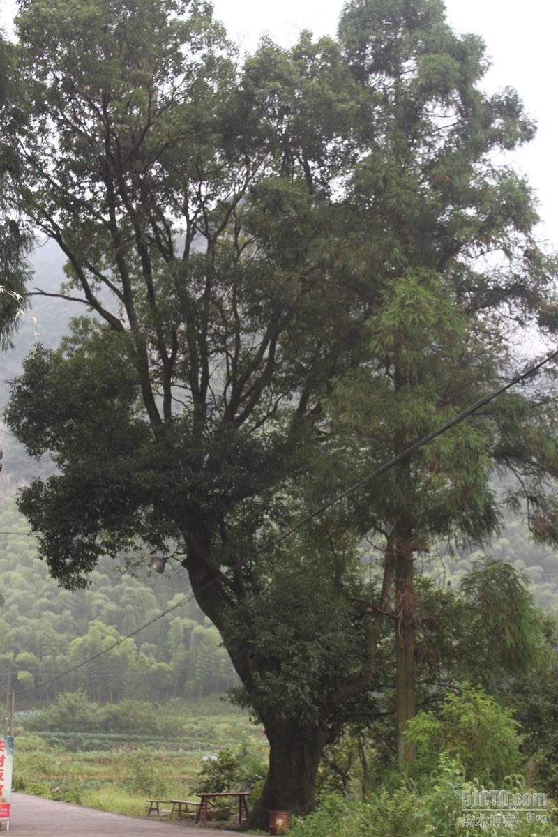 玩转大盘山_大盘山自驾_06