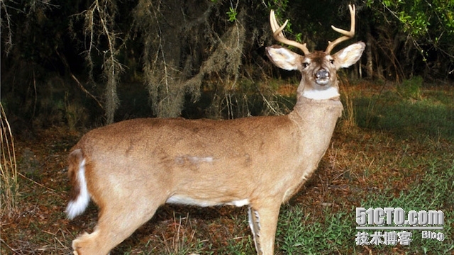 Robot deers catch illegal hunters who shoot at them_normal