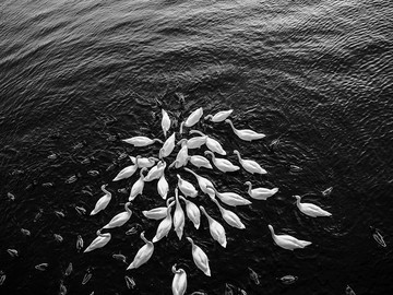 Swans and ducks, Piešťany, Slovakia  _frame