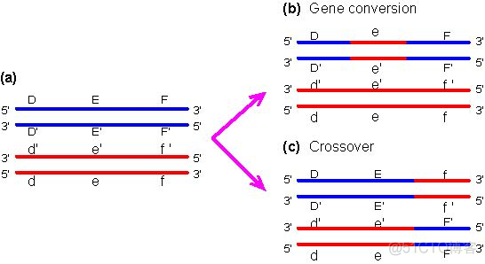 果蝇群体基因组学概况_java_03