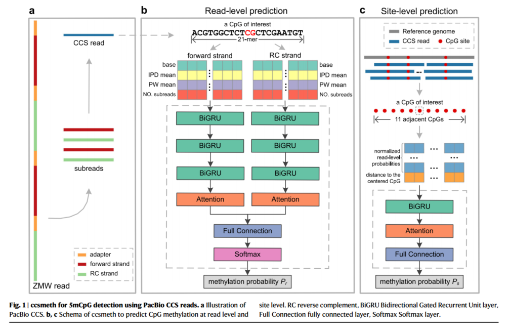 论文解读：DNA 5-甲基胞嘧啶检测和甲基化分相 PacBio 循环共识测序_ci