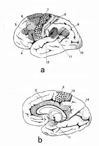 5—眼球协调运动中枢6—书写中枢8,13—感觉中枢9—视性语言中枢10,14