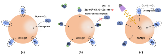 與o2表面可以吸附znmgo通過捕獲znmgo中的自由電子,從而減少的導電性