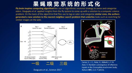 独家 | 中国科学院郭爱克院士：人类大脑在整体上是怎样工作的？_java_14