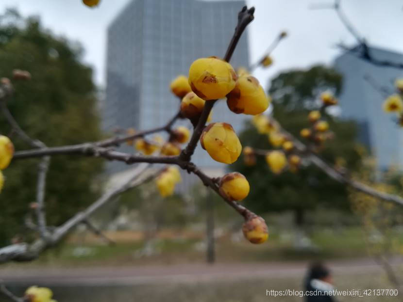 2019年春节记忆之尹山湖边赏梅_知识分享_04