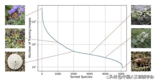 AI研习丨针对长尾数据分布的深度视觉识别_人工智能_02