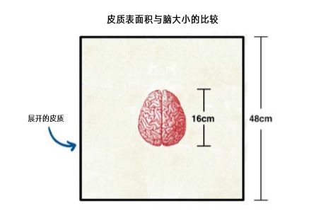 如何评价伊隆·马斯克创办的脑机接口公司 Neuralink ？_人工智能_31