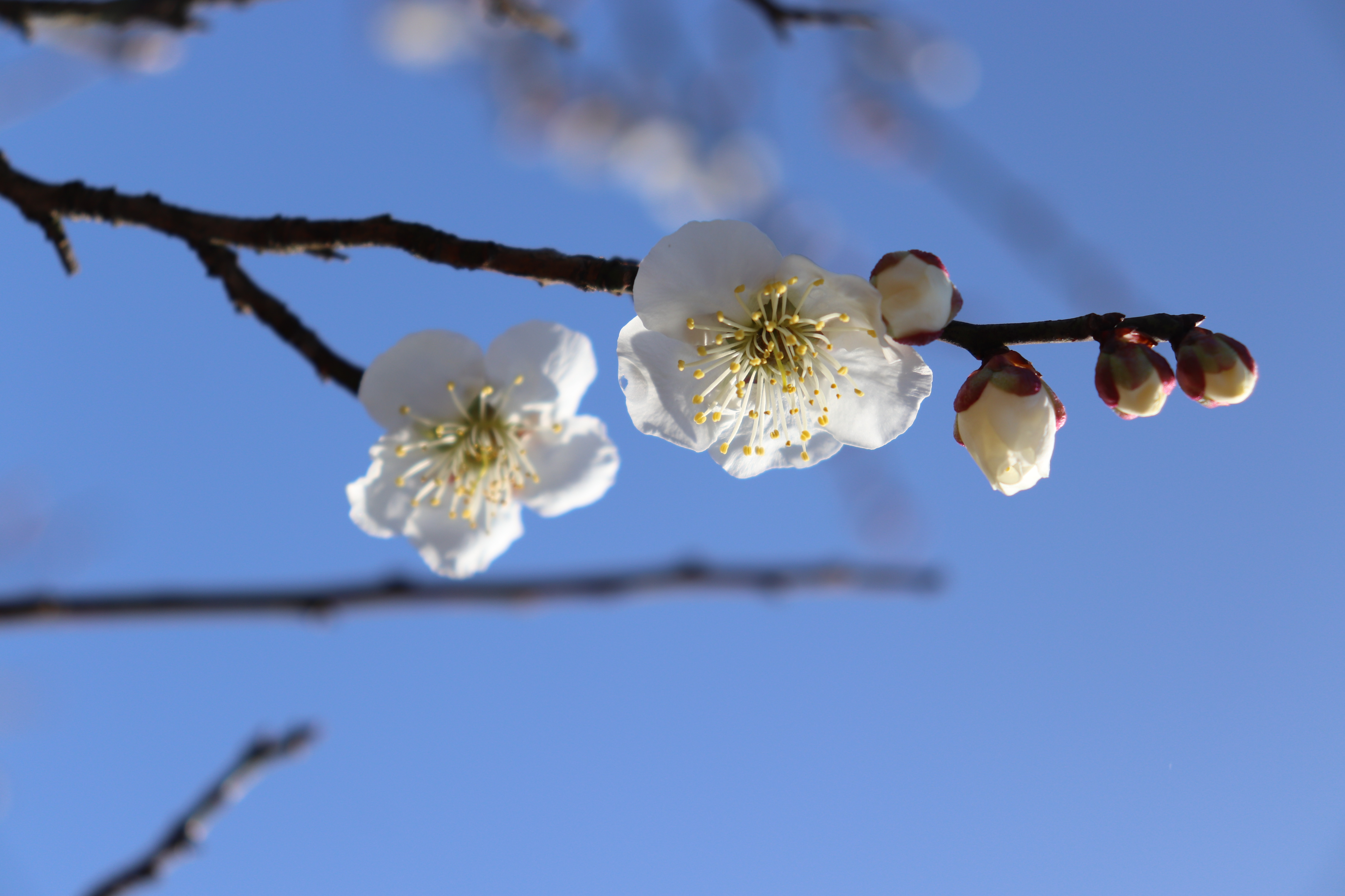 攝影湖州安吉梅花溝