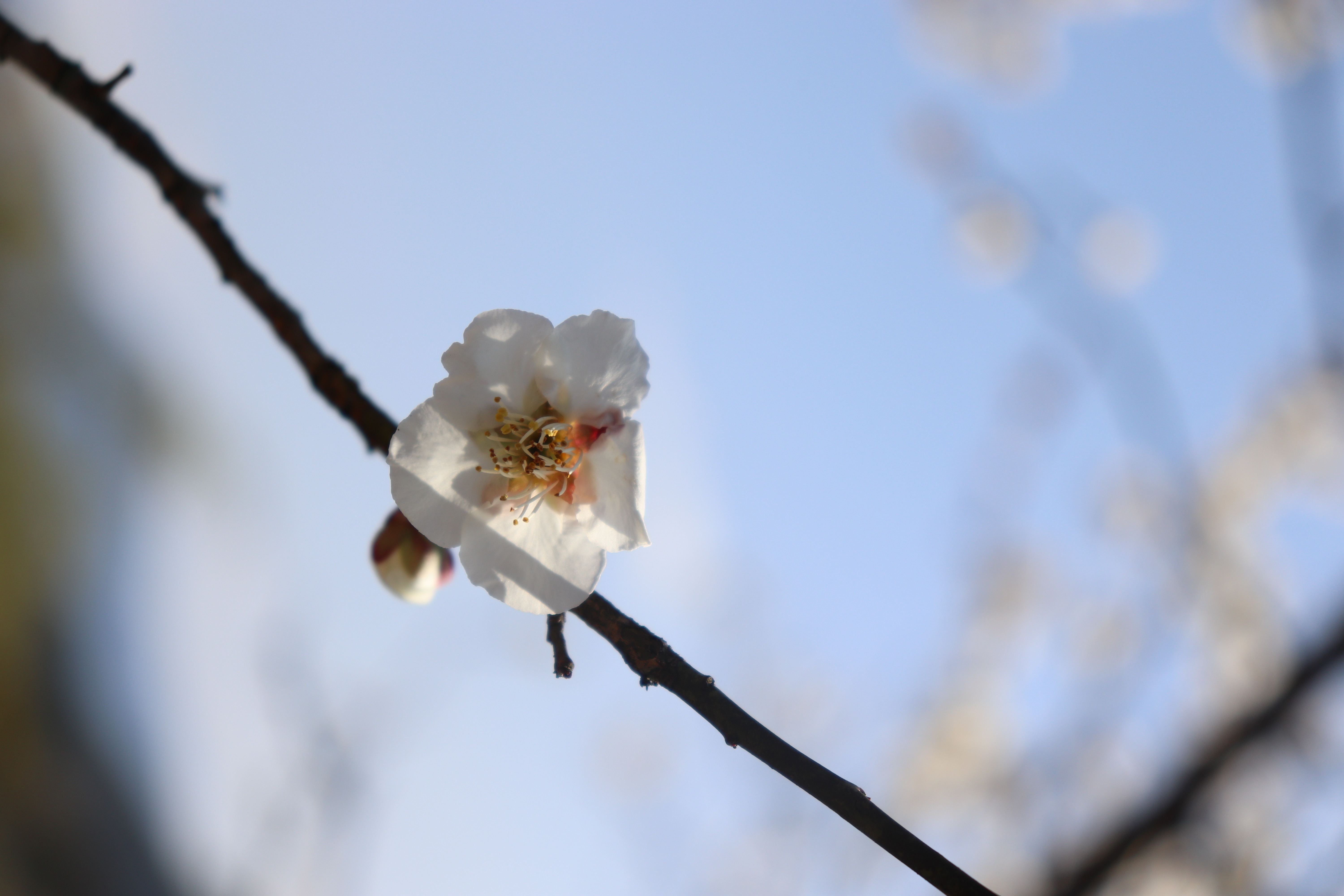 攝影湖州安吉梅花溝