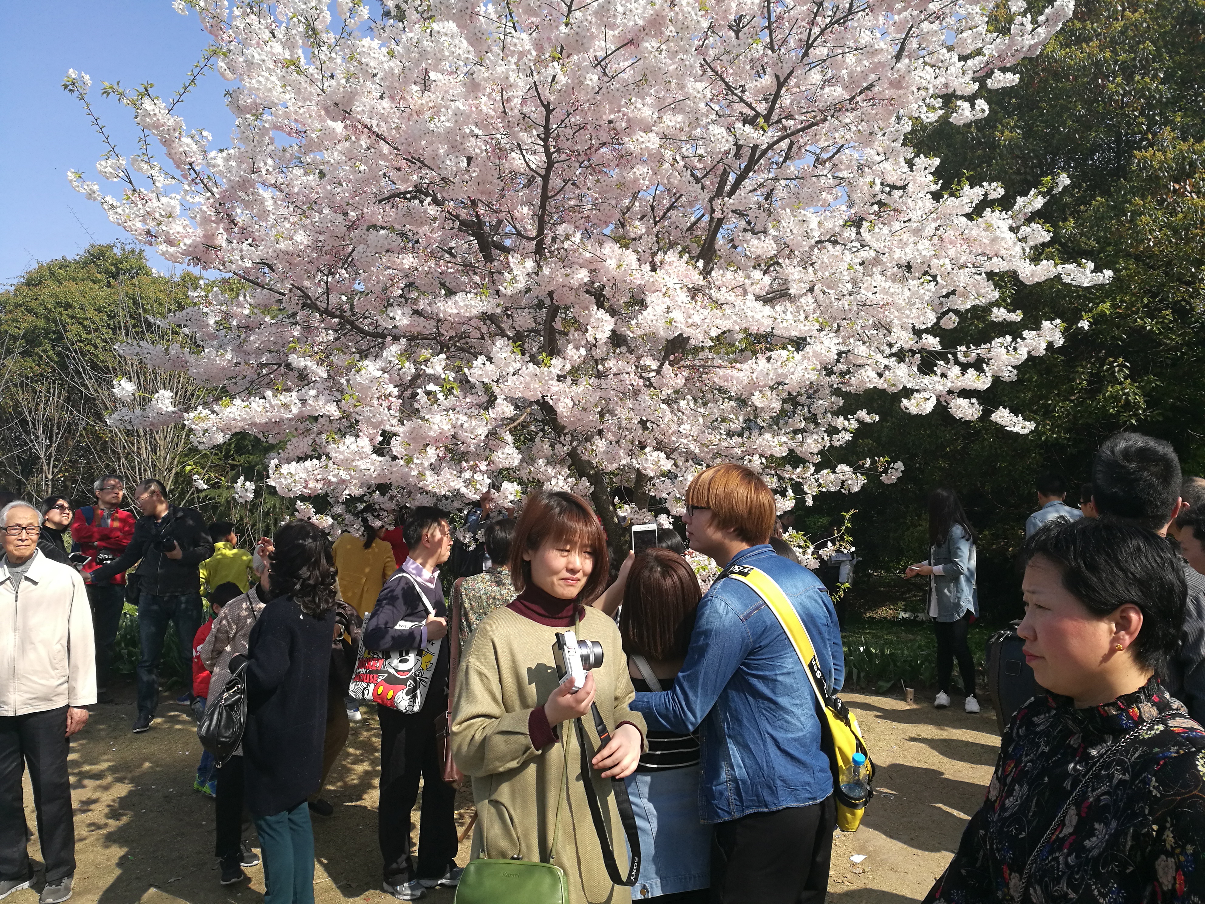 上海之行（九）植物园_游玩_10