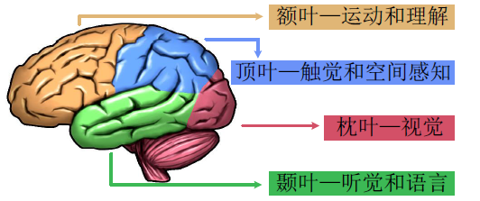 从生理特性看,大脑的不同功能分区各有分工,不同皮层区域的感觉,运动