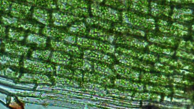 Science发布：全世界最前沿的125个科学问题_html_103