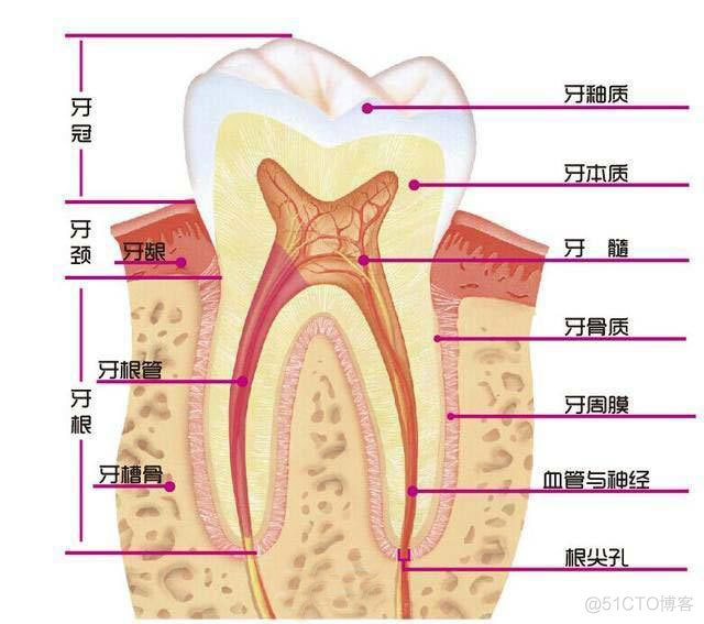 你的牙齿还好吗？_牙齿