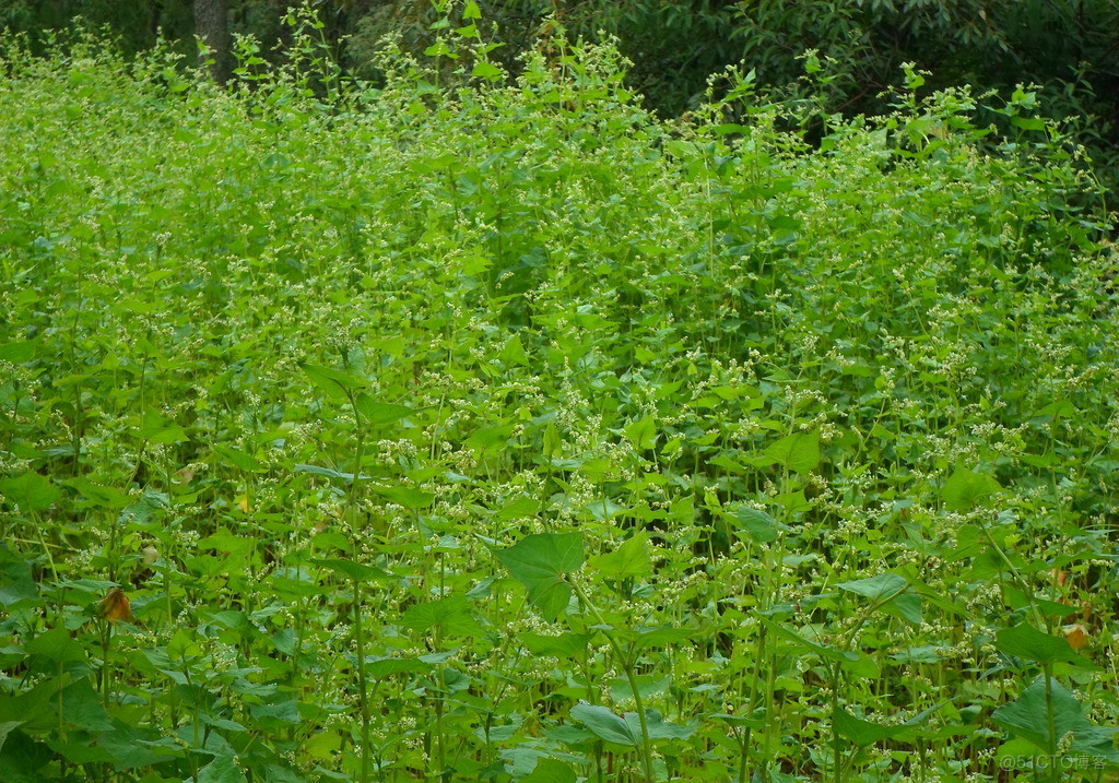 苦荞茶_大数据