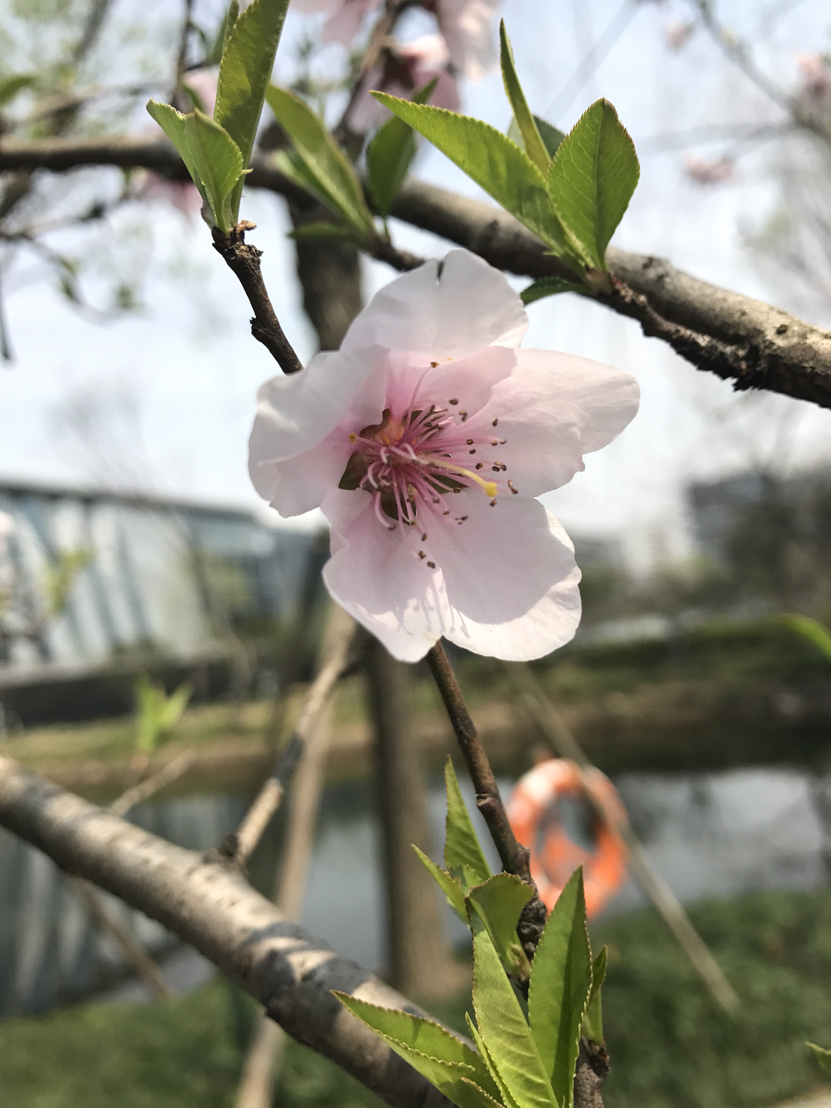 春花初茂_简书