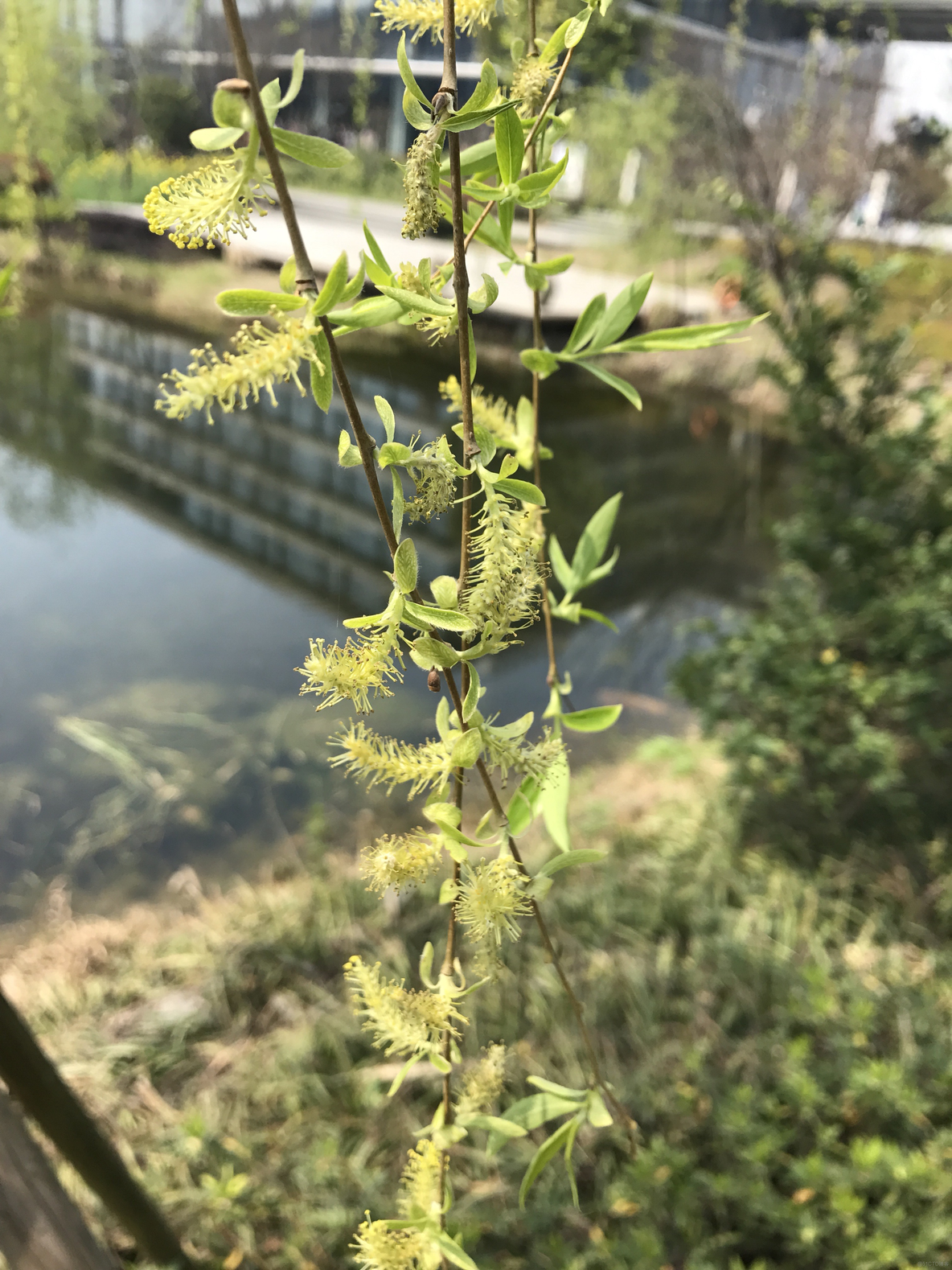 春花初茂_简书_06