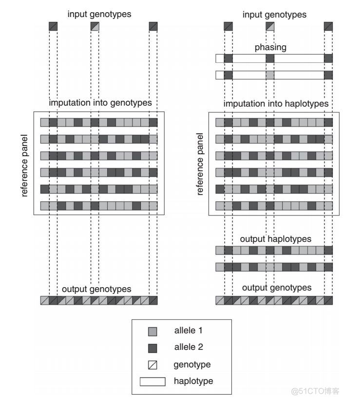 基因型填充中的phasing究竟是什么_ide