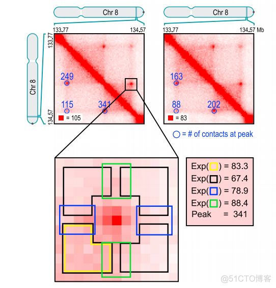 chromatin loops:染色质环简介_子类_04