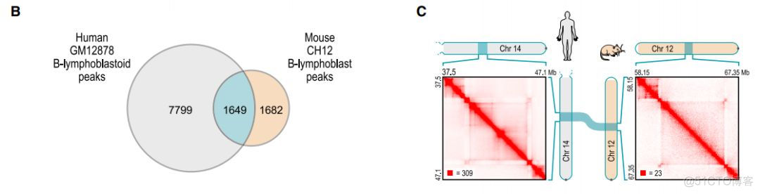 chromatin loops:染色质环简介_子类_06