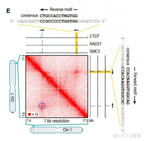 chromatin loops:染色质环简介_子类_07