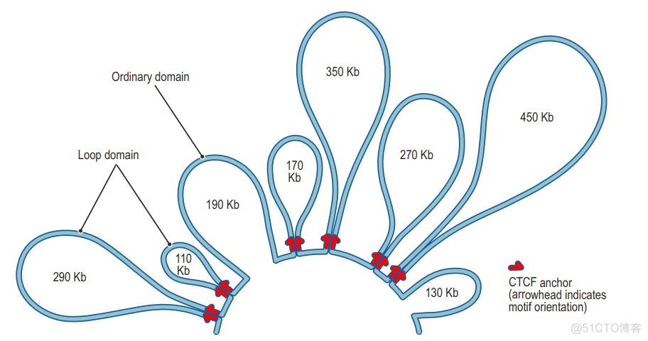 chromatin loops:染色质环简介_聚类分析_08