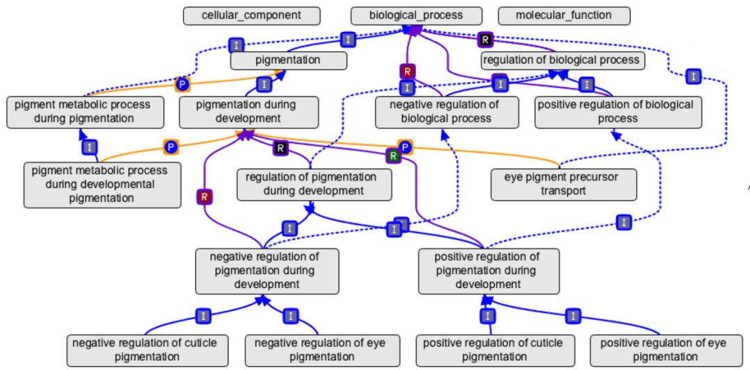詳解go的層級關係在富集分析中的應用_層次結構