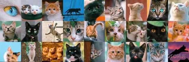 中国拍猫第一人：被央视点赞，走遍全国拍猫6年，拍下4万多张“猫片”，网友：太治愈了！_极客
