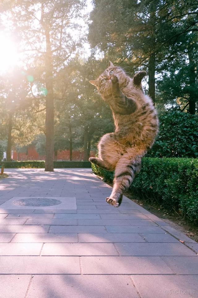 中国拍猫第一人：被央视点赞，走遍全国拍猫6年，拍下4万多张“猫片”，网友：太治愈了！_极客_03