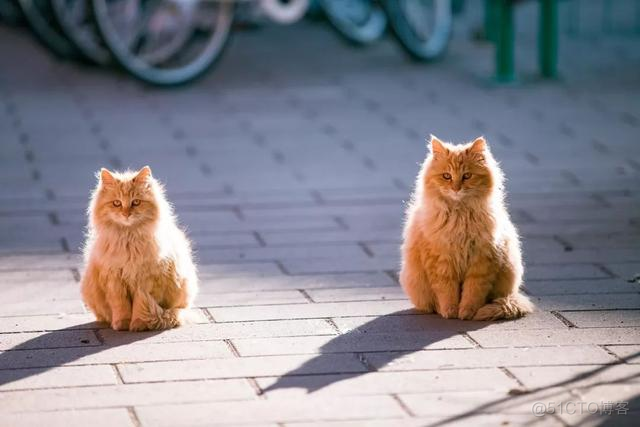 中国拍猫第一人：被央视点赞，走遍全国拍猫6年，拍下4万多张“猫片”，网友：太治愈了！_极客_04