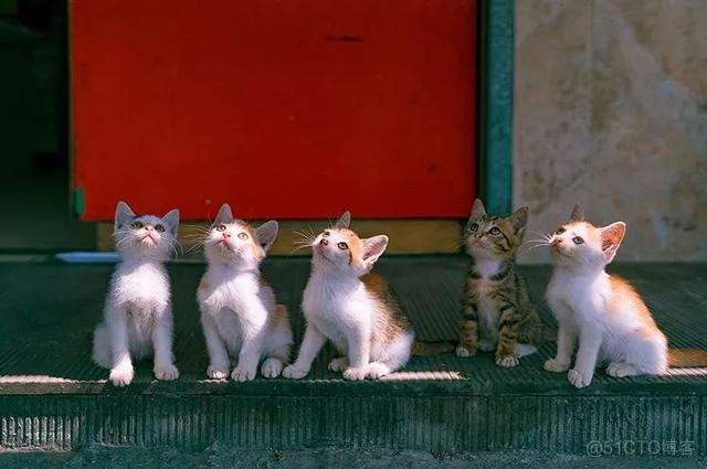 中国拍猫第一人：被央视点赞，走遍全国拍猫6年，拍下4万多张“猫片”，网友：太治愈了！_极客_06