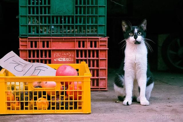 中国拍猫第一人：被央视点赞，走遍全国拍猫6年，拍下4万多张“猫片”，网友：太治愈了！_系统程序_12