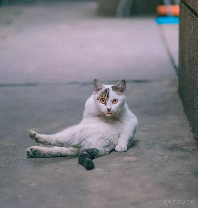 中国拍猫第一人：被央视点赞，走遍全国拍猫6年，拍下4万多张“猫片”，网友：太治愈了！_极客_17