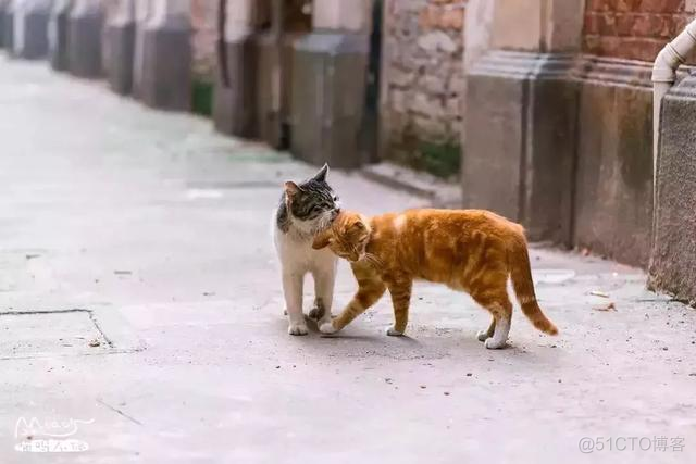 中国拍猫第一人：被央视点赞，走遍全国拍猫6年，拍下4万多张“猫片”，网友：太治愈了！_极客_27