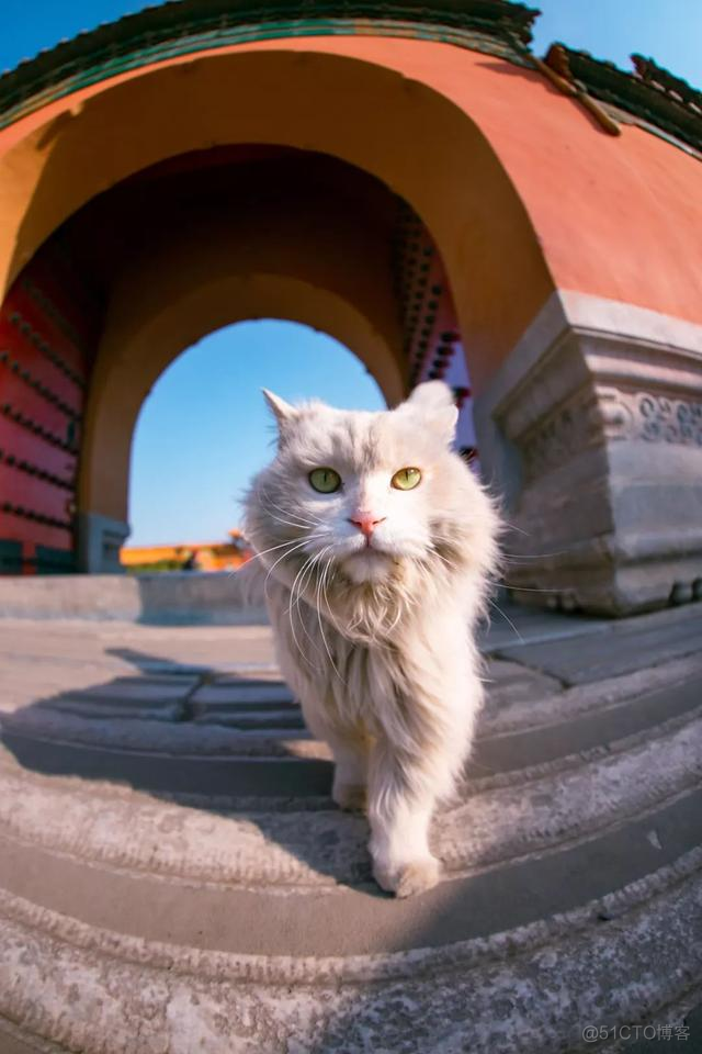 中国拍猫第一人：被央视点赞，走遍全国拍猫6年，拍下4万多张“猫片”，网友：太治愈了！_系统程序_44
