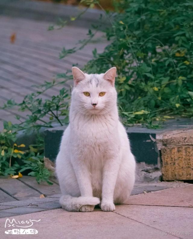 中国拍猫第一人：被央视点赞，走遍全国拍猫6年，拍下4万多张“猫片”，网友：太治愈了！_极客_49