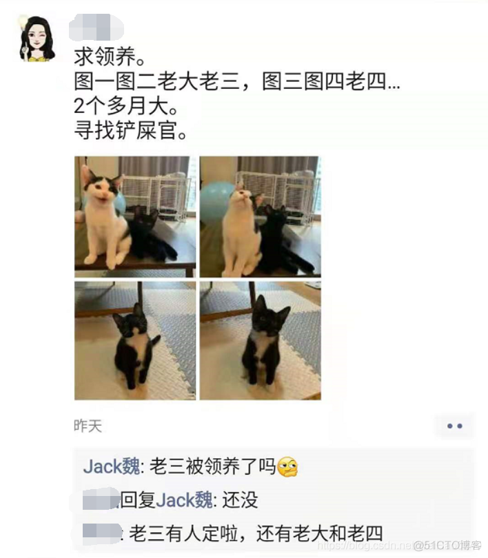 大家好，我叫小K，初来乍到 请多多关照~_猫咪_03